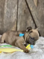 AKC Scout, a male French Bulldog for sale in Mayfield, KY – Photo 5 of 8