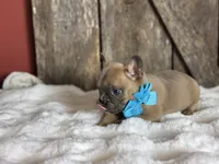 AKC Scout, a male French Bulldog for sale in Mayfield, KY – Photo 7 of 8