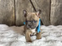 AKC Scout, a male French Bulldog for sale in Mayfield, KY – Photo 3 of 8