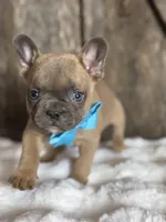 AKC Scout, a male French Bulldog for sale in Mayfield, KY – Photo 2 of 8