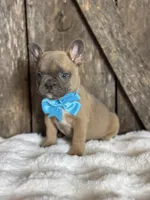 AKC Scout, a male French Bulldog for sale in Mayfield, KY – Photo 8 of 8