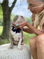 AKC Tate , a male Boston Terrier for sale in Mayfield, KY – 8 of 8