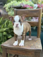 Ellie, a female Boston Terrier for sale in Mayfield, KY – 3 of 10