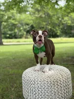 AKC Tonka, a male Boston Terrier for sale in Mayfield, KY – 9 of 9