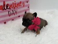 AKC Ava, a female French Bulldog for sale in Mayfield, KY – Photo 9 of 10