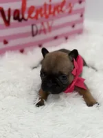 AKC Ava, a female French Bulldog for sale in Mayfield, KY – Photo 4 of 10