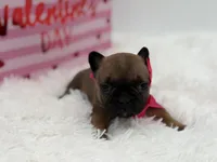 AKC Ava, a female French Bulldog for sale in Mayfield, KY – Photo 2 of 10