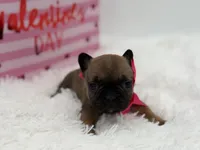 AKC Ava, a female French Bulldog for sale in Mayfield, KY – Photo 5 of 10