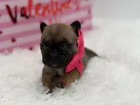AKC Ava, a female French Bulldog for sale in Mayfield, KY – Photo 1 of 10