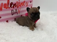 AKC Ava, a female French Bulldog for sale in Mayfield, KY – Photo 10 of 10