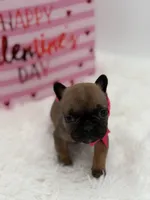 AKC Ava, a female French Bulldog for sale in Mayfield, KY – Photo 3 of 10