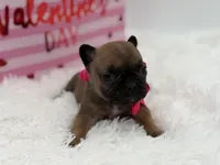 AKC Ava, a female French Bulldog for sale in Mayfield, KY – Photo 7 of 10