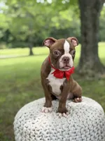 AKC Tucker, a male Boston Terrier for sale in Mayfield, KY – 3 of 6