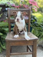 Emery, a male Boston Terrier for sale in Mayfield, KY – 7 of 7