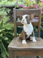 Ellie, a female Boston Terrier for sale in Mayfield, KY – 8 of 10
