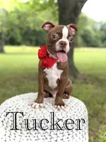 AKC Tucker, a male Boston Terrier for sale in Mayfield, KY – 2 of 6