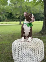 AKC Tonka, a male Boston Terrier for sale in Mayfield, KY – 8 of 9