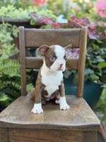 Ellie, a female Boston Terrier for sale in Mayfield, KY – 2 of 10