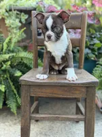Elsa, a female Boston Terrier for sale in Mayfield, KY – 10 of 10