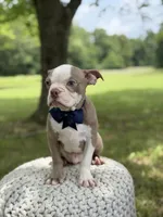 AKC Tate , a male Boston Terrier for sale in Mayfield, KY – 3 of 8