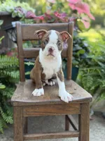 Emery, a male Boston Terrier for sale in Mayfield, KY – 6 of 7