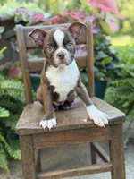 Elsa, a female Boston Terrier for sale in Mayfield, KY – 1 of 10