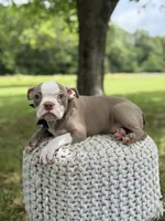 AKC Tate , a male Boston Terrier for sale in Mayfield, KY – 5 of 8
