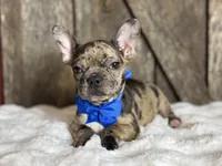 AKC Yogi, a male French Bulldog for sale in Mayfield, KY – Photo 3 of 10