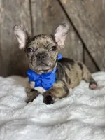 AKC Yogi, a male French Bulldog for sale in Mayfield, KY – Photo 1 of 10
