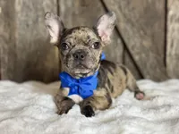 AKC Yogi, a male French Bulldog for sale in Mayfield, KY – Photo 8 of 10