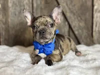 AKC Yogi, a male French Bulldog for sale in Mayfield, KY – Photo 9 of 10