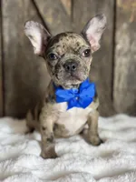AKC Yogi, a male French Bulldog for sale in Mayfield, KY – Photo 5 of 10
