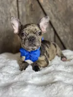 AKC Yogi, a male French Bulldog for sale in Mayfield, KY – Photo 7 of 10