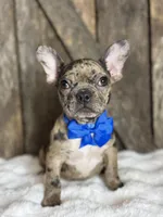 AKC Yogi, a male French Bulldog for sale in Mayfield, KY – Photo 10 of 10