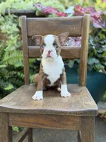 Ellie, a female Boston Terrier for sale in Mayfield, KY – 4 of 10