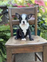Ellis, a male Boston Terrier for sale in Mayfield, KY – 4 of 6
