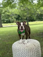 AKC Tonka, a male Boston Terrier for sale in Mayfield, KY – 4 of 9