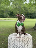 AKC Tonka, a male Boston Terrier for sale in Mayfield, KY – 5 of 9