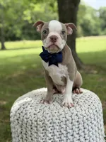 AKC Tate , a male Boston Terrier for sale in Mayfield, KY – 2 of 8
