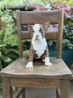 Ellie, a female Boston Terrier for sale in Mayfield, KY – 10 of 10