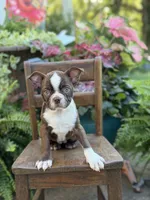 Elsa, a female Boston Terrier for sale in Mayfield, KY – 9 of 10