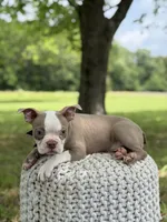 AKC Tate , a male Boston Terrier for sale in Mayfield, KY – 7 of 8