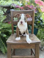 Emery, a male Boston Terrier for sale in Mayfield, KY – 5 of 7