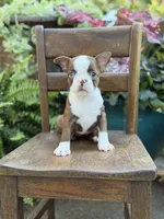 Ellie, a female Boston Terrier for sale in Mayfield, KY – 6 of 10