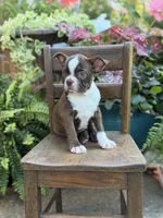 Elsa, a female Boston Terrier for sale in Mayfield, KY – 7 of 10