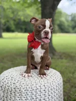 AKC Tucker, a male Boston Terrier for sale in Mayfield, KY – 5 of 6