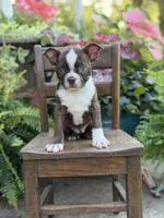 Elsa, a female Boston Terrier for sale in Mayfield, KY – 8 of 10