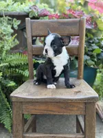 Ellis, a male Boston Terrier for sale in Mayfield, KY – 2 of 6