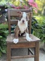 Emery, a male Boston Terrier for sale in Mayfield, KY – 3 of 7