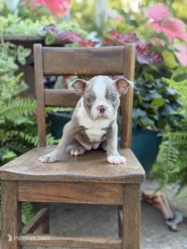 Emma – Boston Terrier puppy for sale in Mayfield, KY